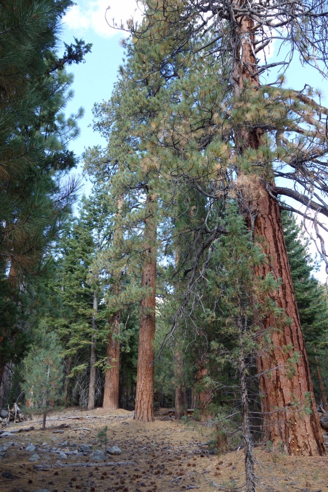 1A8BA421-D86E-467A-9D95-BDC1A9A347F3